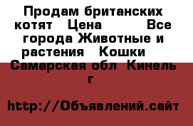 Продам британских котят › Цена ­ 500 - Все города Животные и растения » Кошки   . Самарская обл.,Кинель г.